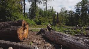 Best Tree Trimming and Pruning  in Gate City, VA